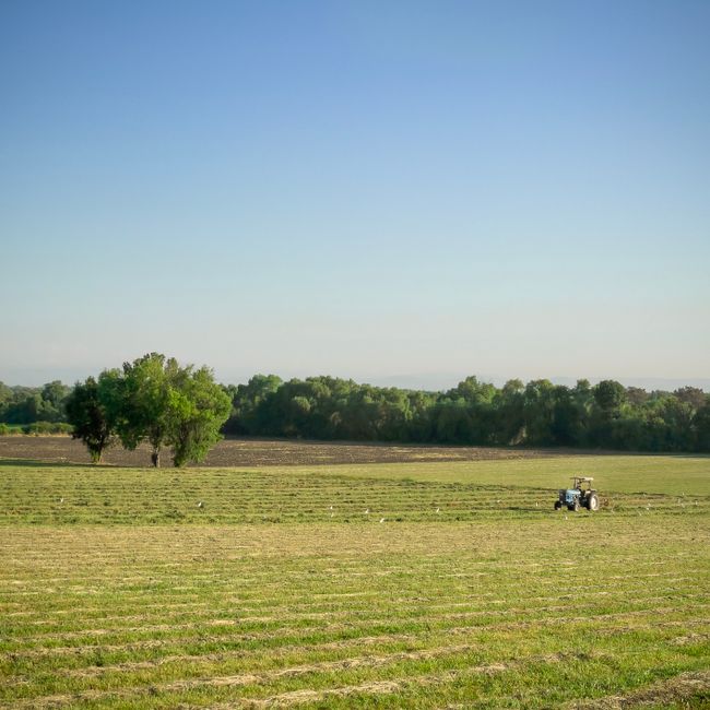 The Rice Farmer Who Talked Straight to the President